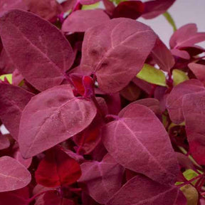 Gartenmelde Red Flash - Willemse