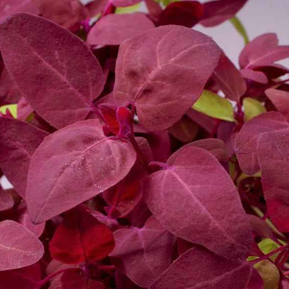 Gartenmelde Red Flash - Willemse