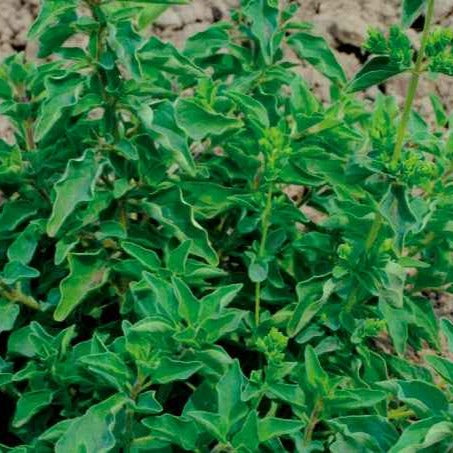 Oregano - Willemse