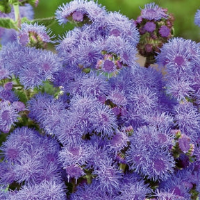 Leberbalsam ‘Blue Mink’ - Willemse