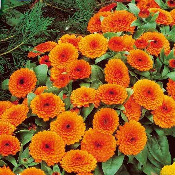 Ringelblume Orange Gitana - Willemse