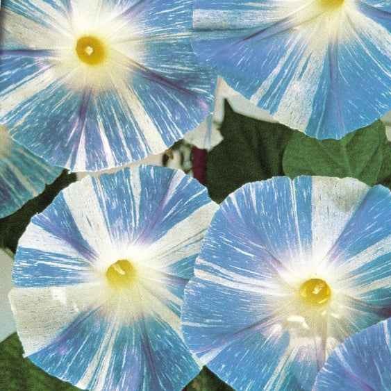 Prunkwinde Flying Saucer - Ipomoea tricolor flying saucer - Willemse