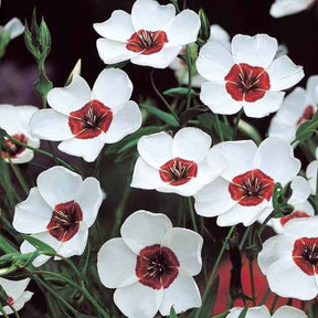 Großblumiger Lein Bright Eyes - Linum grandiflorum bright eyes - Willemse