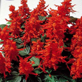 Salvia splendens - Pracht-Salbei ‘Feu de St. Jean’ - Salbei