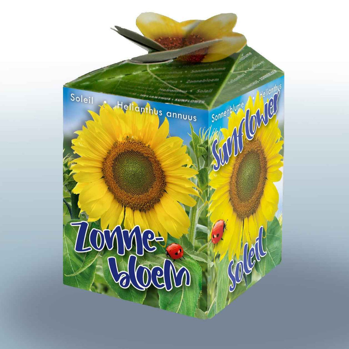 Sonnenblumen-Set - Willemse