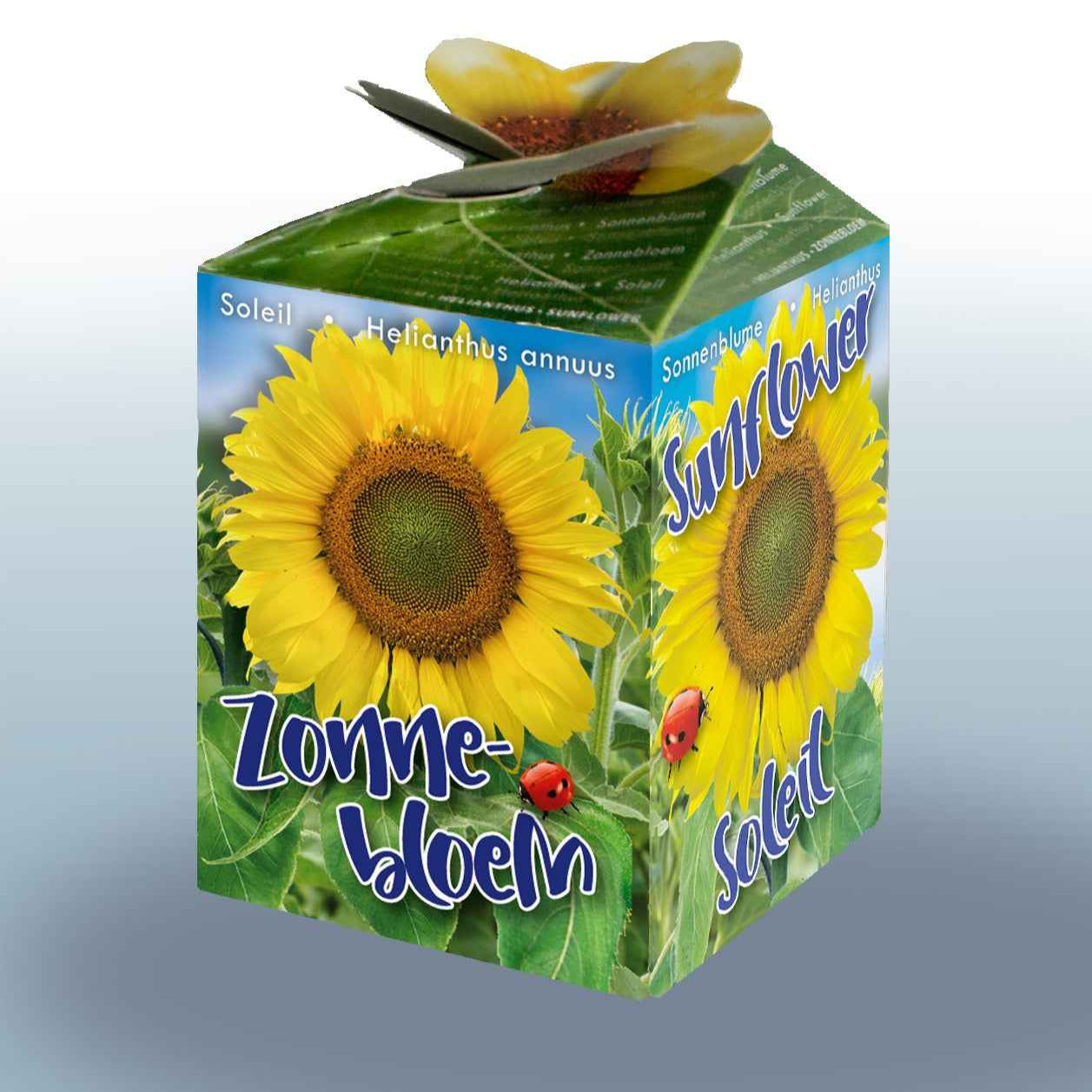Sonnenblumen-Set - Willemse