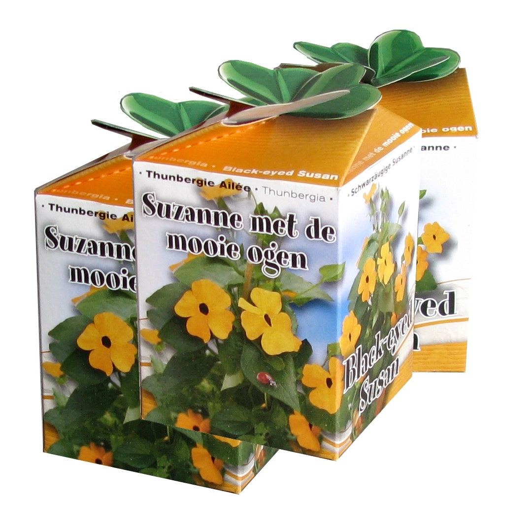 Schwarzäugige Susanne-Set - Willemse