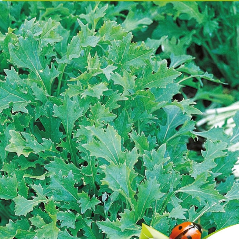 Rübchen-Sprossen 'Mesophylla' Bio - Brassica rapa - Willemse