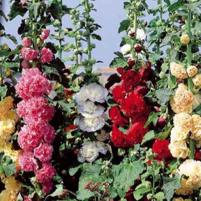 Stockrose Chater's Mix Mischung - Willemse