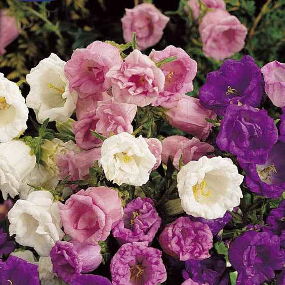 Glockenblumen Mischung - Willemse