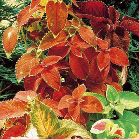 Buntnessel Hybriden Rainbow Mix - Willemse