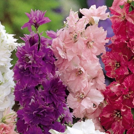 Sommer-Rittersporn ‘Hyacinth Flowered’ - Willemse
