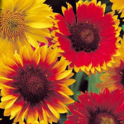 Kokardenblumen Mischung - Willemse