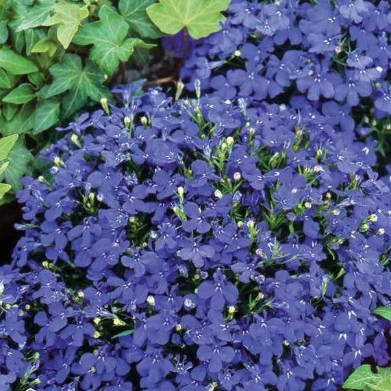 Männertreu ‘Emperor William’ - Lobelia erinus compacta - Willemse