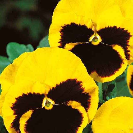 Schweizer Riesen Stiefmütterchen Rhinegold - Willemse