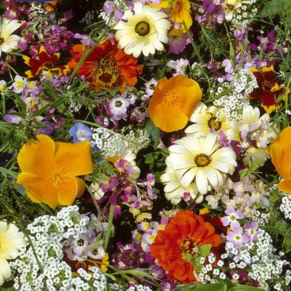 Halbhohe einjährige Sommerblumen Mischung für 6 m² - Willemse