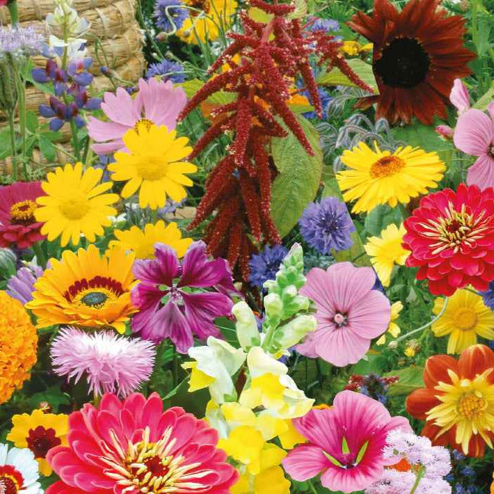 Bio-Blumenmischung für Bienen & Schmetterlinge (7 m²) - Willemse