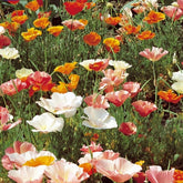 Eschscholzia californica - Goldmohn Eschscholzia californica - Samen für essbare Blumen