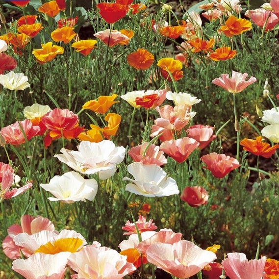 Eschscholzia californica - Goldmohn Eschscholzia californica - Samen für essbare Blumen