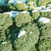 Grünkohl 'Westländer Winter' - Brassica oleracea westlandse winter - Willemse