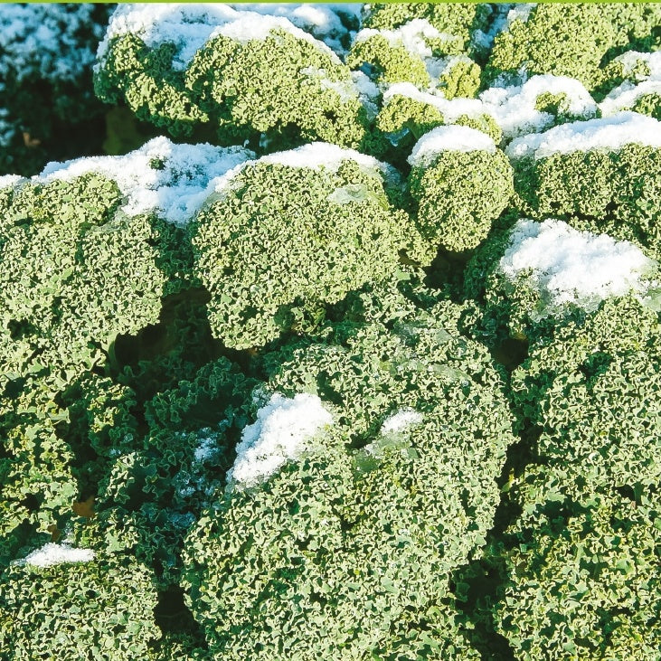 Grünkohl 'Westländer Winter' - Brassica oleracea westlandse winter - Willemse
