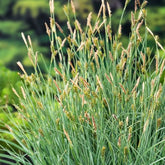 Falsche Pikiersegge - Carex - Teich