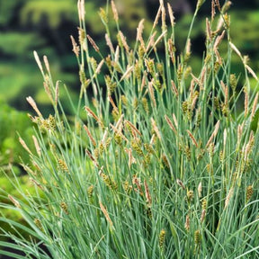 Falsche Pikiersegge - Carex - Teich