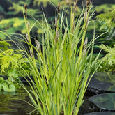 Ufersegge - Carex riparia - Teich