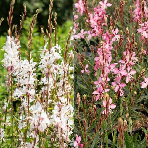 Prachtkerzen weiß + rosa (x2) - Willemse