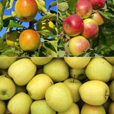 Apfelbaum-Kollektion 'Reine des reinettes', 'Cox's', 'Golden Delicious' - Willemse