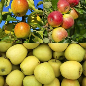 Apfelbaum-Kollektion 'Reine des reinettes', 'Cox's', 'Golden Delicious' - Willemse