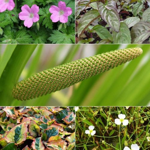 Duftende Teich- und Uferpflanzen in Willemse-Mischung (x5) - Acorus, Baldellia, Geranium, Houttuynia, Mentha, Preslia - Teichpflanzen