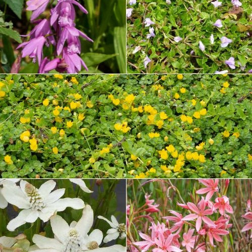 Gemischte blühende Teichpflanzen (x5) - Anemopsis, Bletilla, Iris, Lysimachia, Mazus, Schizostylis - Teichpflanzen