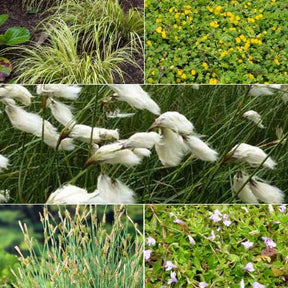 Insektenfreundliche Teichpflanzen in Mischung (x5) - Acorus, Carex, Eriophorum, Mazus, Lysimachia, Thulbachia - Teichpflanzen