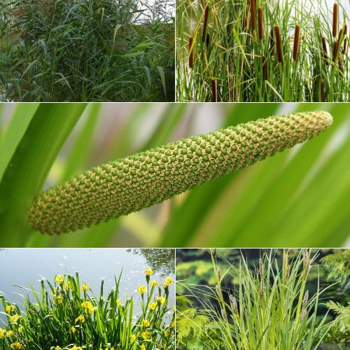 Reinigende Teichpflanzen in einer Mischung 'Clear Water' (x5) - Acorus, Carex, Iris, Phragmites, Sparganium, Typha - Teichpflanzen