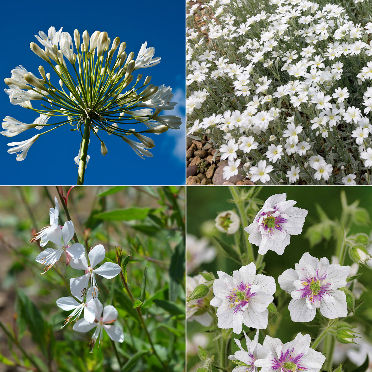 Stauden-Kollektion mit weißen Blüten (x9)