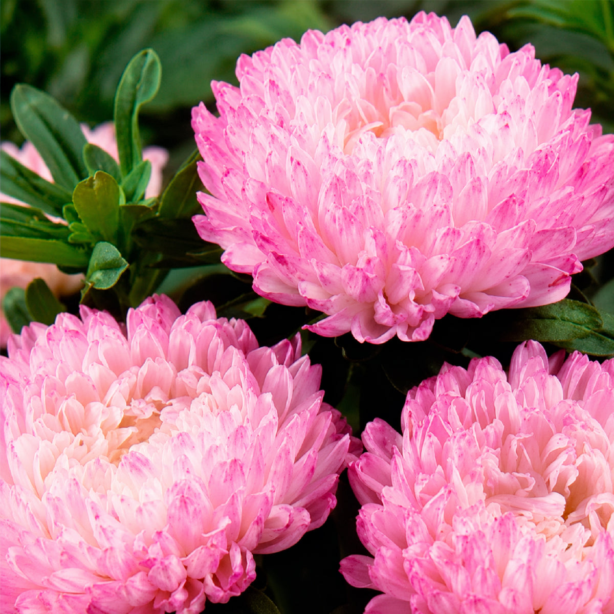 Sommeraster Garden Jewel rosa - Willemse