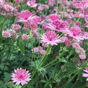Sterndolden Mischung ‘Rosea’ & ‘Purple Joyce’ (x6) - Willemse