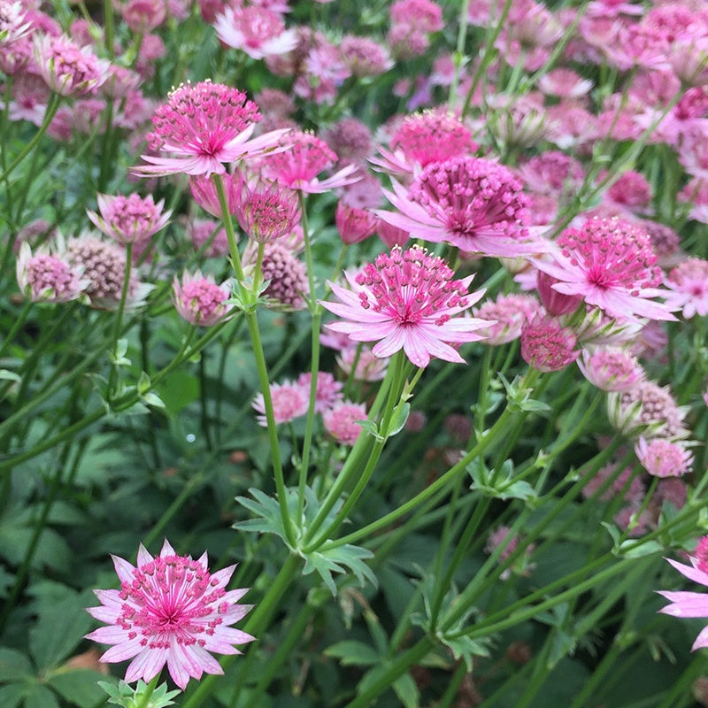 Sterndolden Mischung ‘Rosea’ & ‘Purple Joyce’ (x6) - Willemse