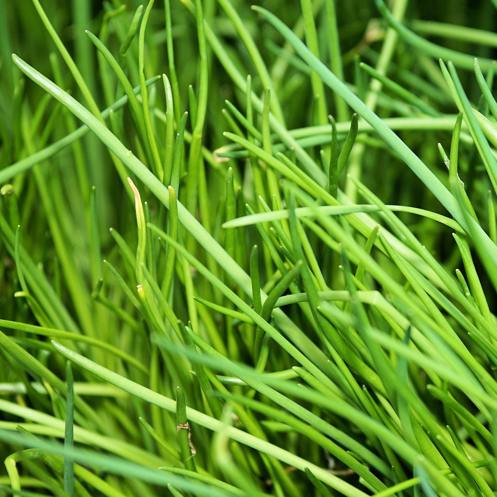 Schnittlauch - Allium schoenoprasum