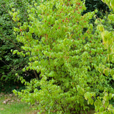 Kornelkirsche - Cornus mas - Willemse