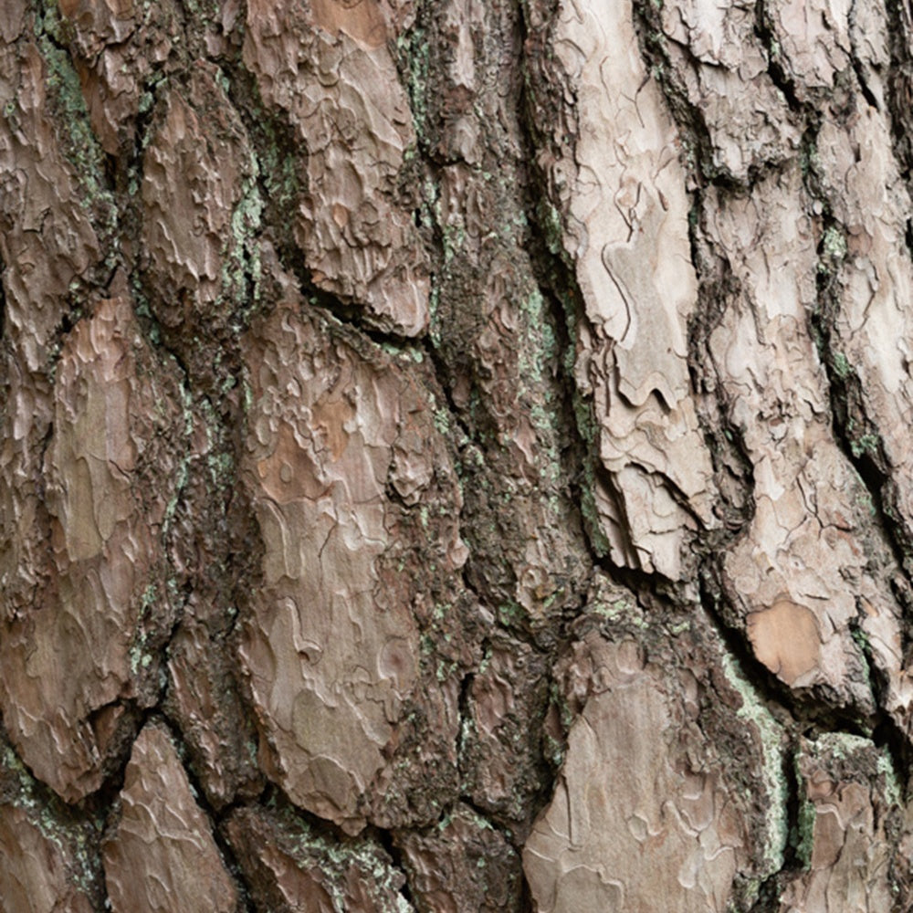 Waldkiefer - Kiefer - Willemse