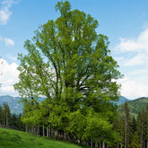 Winterlinde - Willemse