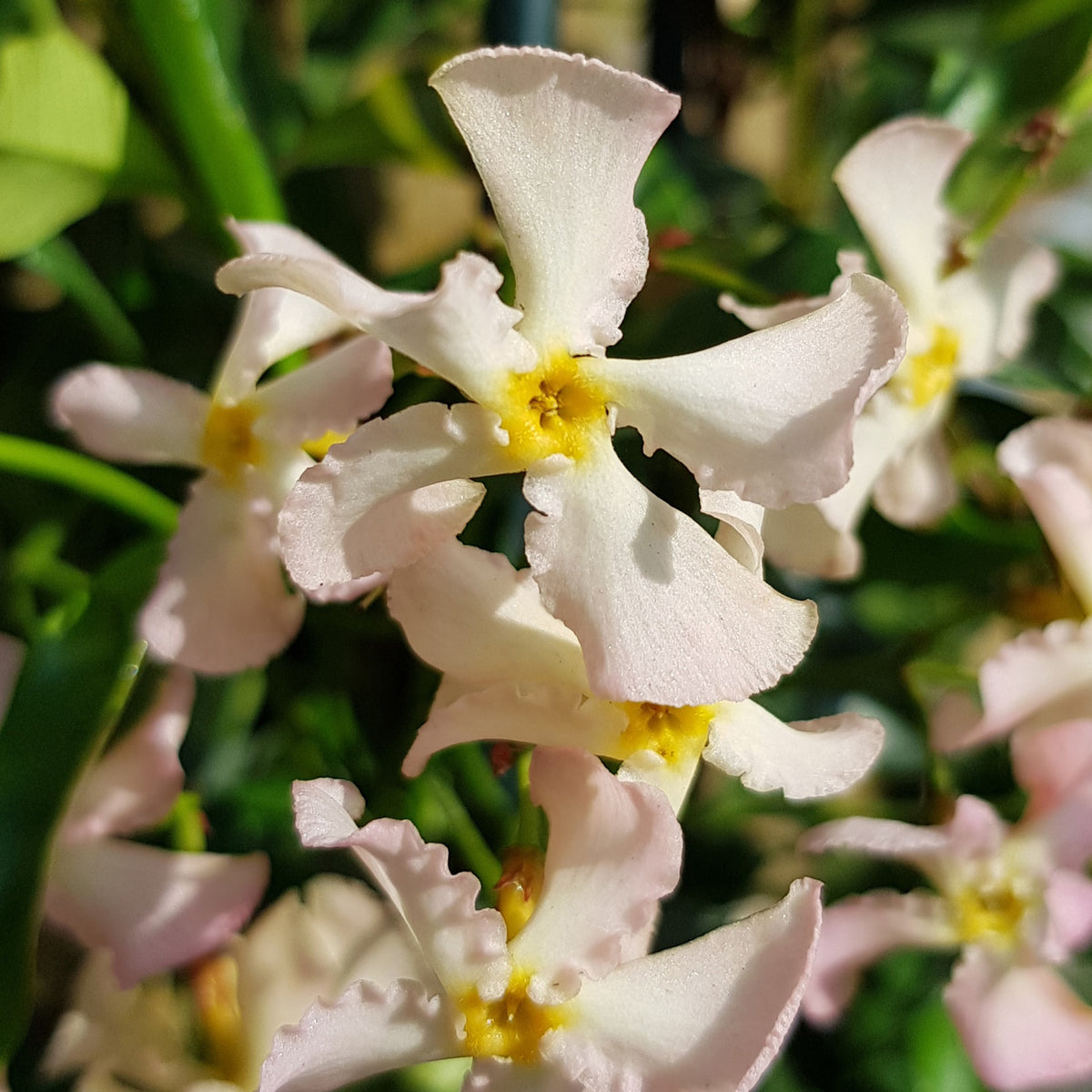 Sternjasmin ‘Pink Showers’ - Willemse