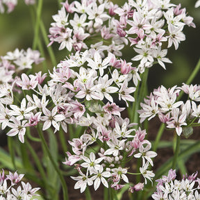 Zierlauch ‘Chameleon’ (x25) - Allium cameleon - Willemse