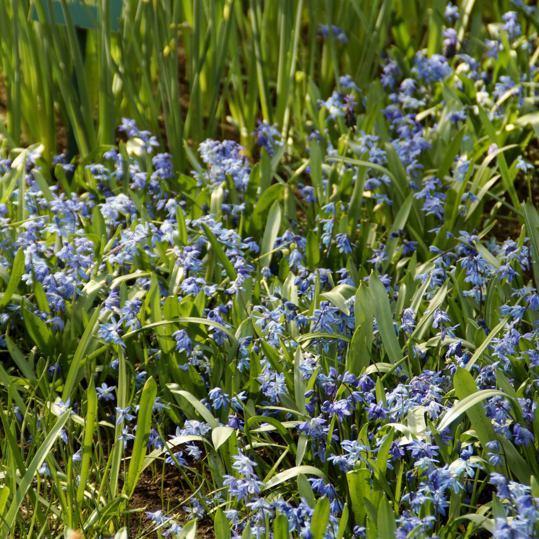 Sibirischer Blaustern - Hyazinthen-Zwiebeln - Willemse