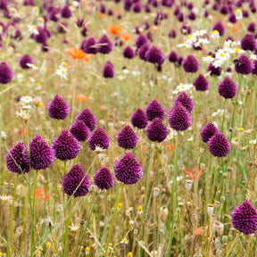 Kugellauch (x25) - Allium sphaerocephalon - Willemse