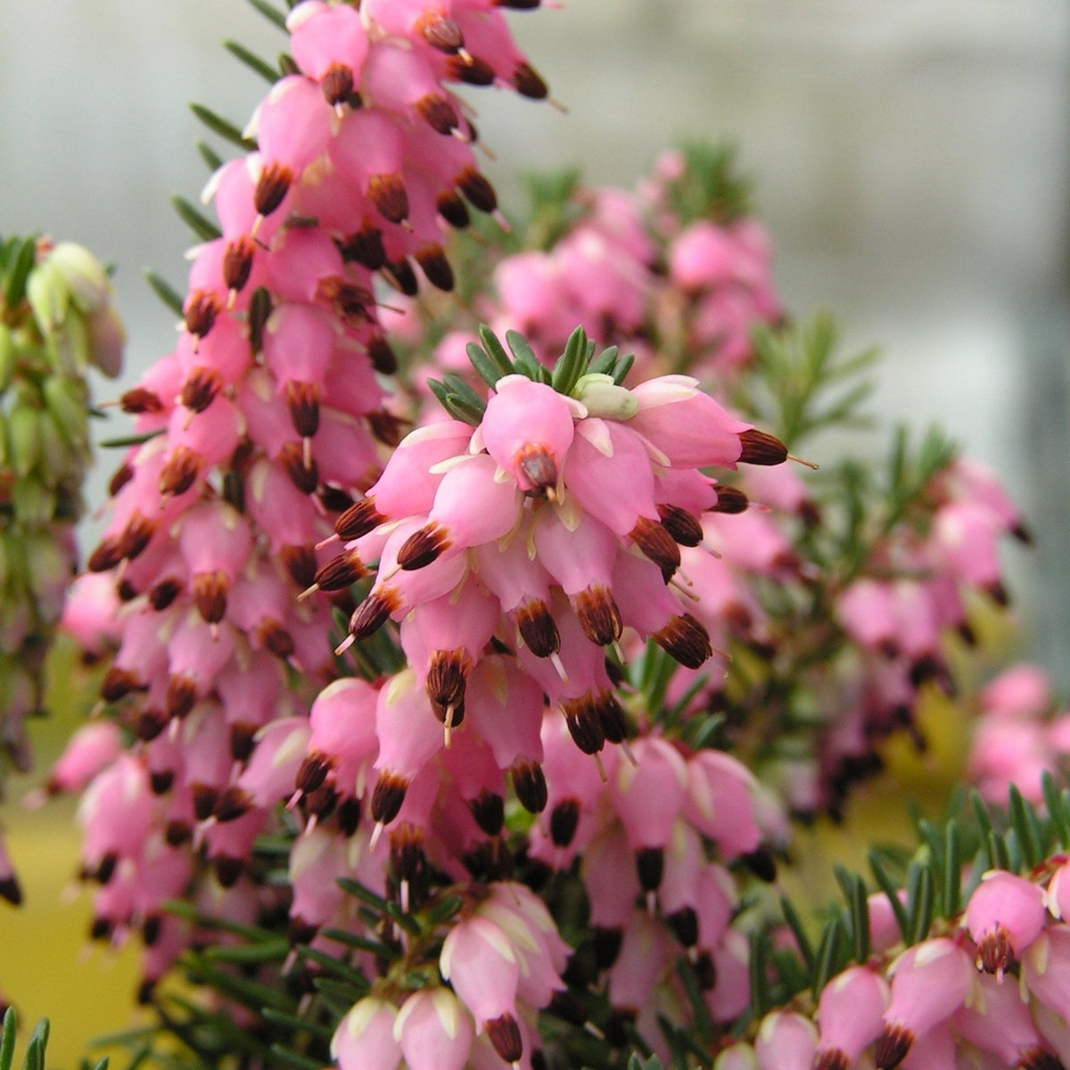 Rosa Winterheide (x3) - Erica carnea - Willemse