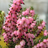 Rosa Winterheide (x3) - Erica carnea - Willemse