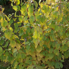 Cornus sanguinea winter flame ® ‘anny’ - Blutroter Hartriegel Winter Flame ® Anny - Sträucher